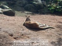 Australien | New South Wales | Sydney | Taronga Zoo |