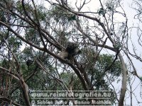 Australien | Victoria | Great Ocean Road | Koala |