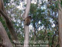 Australien | Victoria | Great Ocean Road | Koala |