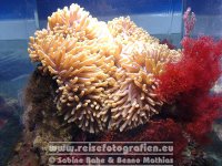 Australien | Queensland | Townsville | Reef HQ |