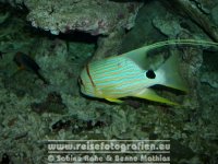 Australien | Queensland | Townsville | Reef HQ |