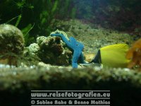 Australien | Queensland | Townsville | Reef HQ |