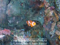 Australien | Queensland | Townsville | Reef HQ | Clownfische |