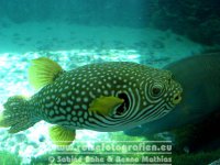 Australien | Queensland | Townsville | Reef HQ |