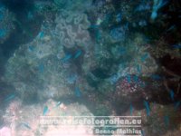 Australien | Queensland | Great Barrier Reef | John Brewer Reef |