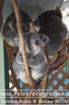 Australien | New South Wales | Blue Mountains | Featherdale Wildlife Park |