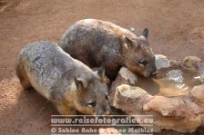 Australien | New South Wales | Blue Mountains | Featherdale Wildlife Park |