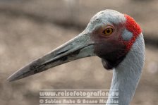 Australien | New South Wales | Blue Mountains | Featherdale Wildlife Park |