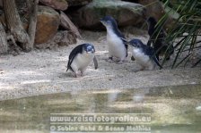 Australien | New South Wales | Blue Mountains | Featherdale Wildlife Park |