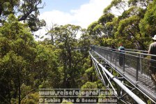 Australien | Western Australia | Walpole-Nornalup-Nationalpark | Top Tree Walk |