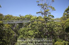 Australien | Western Australia | Walpole-Nornalup-Nationalpark | Top Tree Walk |