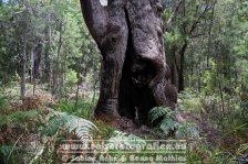 Australien | Western Australia | Walpole-Nornalup-Nationalpark | Top Tree Walk |