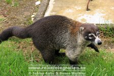 Costa Rica | Provinz Alajuela | Nationalpark Vulkan Poás | Nasenbär |