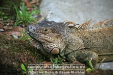 Costa Rica | Provinz Limón | Tortuguero | Nationalpark Tortuguero | Leguan |