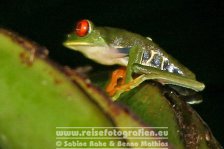 Costa Rica | Provinz Limón | Tortuguero | Nationalpark Tortuguero | Baumsteigerfrosch |