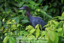 Costa Rica | Provinz Limón | Tortuguero | Nationalpark Tortuguero | Blaureiher |