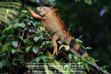 Costa Rica | Provinz Limón | Tortuguero | Nationalpark Tortuguero | Leguan |