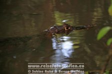 Costa Rica | Provinz Limón | Tortuguero | Nationalpark Tortuguero | Krokodil |