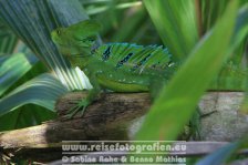 Costa Rica | Provinz Limón | Cahuita | Nationalpark Cahuita | Grüner Stirnlappenbasilisk |