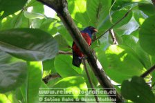 Costa Rica | Provinz Limón | Cahuita | Nationalpark Cahuita |