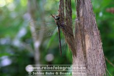 Costa Rica | Provinz Limón | Cahuita | Nationalpark Cahuita | Libelle |