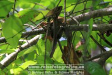 Costa Rica | Provinz Limón | Cahuita | Nationalpark Cahuita | Brauner Basilisk |