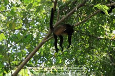 Costa Rica | Provinz Limón | Cahuita | Nationalpark Cahuita | Mantelbrüllaffe |