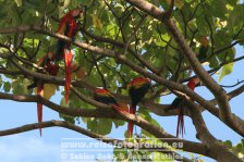 Costa Rica | Provinz Puntarenas | Jacó | Rote Aras |