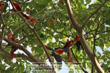 Costa Rica | Provinz Puntarenas | Jacó | Rote Aras |