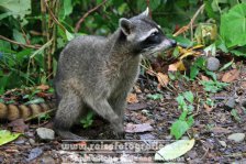 Costa Rica | Provinz Puntarenas | Manuel Antonio | Nationalpark Manuel Antonio | Waschbär |