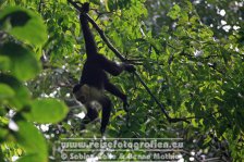 Costa Rica | Provinz Puntarenas | Manuel Antonio | Nationalpark Manuel Antonio | Kapuzineraffe |