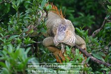 Costa Rica | Provinz Alajuela | Muelle San Carlos | Leguan |