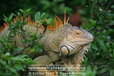 Costa Rica | Provinz Alajuela | Muelle San Carlos | Leguan |