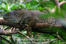 Costa Rica | Provinz Alajuela | Muelle San Carlos | Leguan |