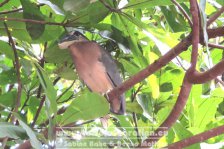 Costa Rica | Provinz Guanacaste | Rio Bebedero |