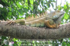 Costa Rica | Provinz Guanacaste | Rio Bebedero | Leguan |