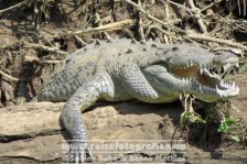 Costa Rica | Provinz Guanacaste | Rio Bebedero | Krokodil |