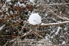 Deutschland | Nordrhein-Westfalen | Ostwestfalen-Lippe | Bielefeld | Bielefeld-Gadderbaum | Botanischer Garten Bielefeld |