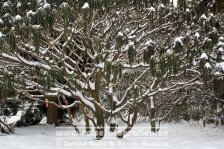 Deutschland | Nordrhein-Westfalen | Ostwestfalen-Lippe | Bielefeld | Bielefeld-Gadderbaum | Botanischer Garten Bielefeld |