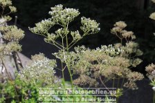 Deutschland | Bayern | Lindau (Bodensee) | Landesgartenschau 2021 |