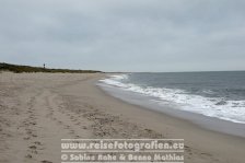 Deutschland | Schleswig-Holstein | Sylt | Robben-Ruhezohne am Ellenbogen |