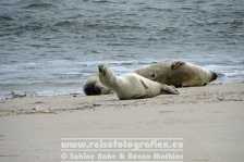 Deutschland | Schleswig-Holstein | Sylt | Robben-Ruhezohne am Ellenbogen |