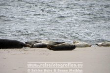 Deutschland | Schleswig-Holstein | Sylt | Robben-Ruhezohne am Ellenbogen |