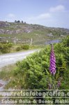 Irland | Munster | Ring of Beara |