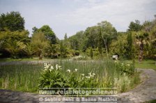 Irland | Munster | Ring of Beara | Glengarriff | Bamboo Garden |