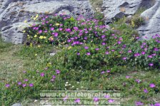 Irland | Munster | Burren |