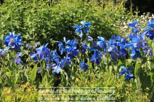 Island | Norðurland eystra | Akureyri | Botanischer Garten |