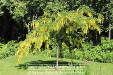 Island | Norðurland eystra | Akureyri | Botanischer Garten |