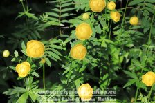 Island | Norðurland eystra | Akureyri | Botanischer Garten |