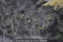 Island | Norðurland eystra | Vellir |